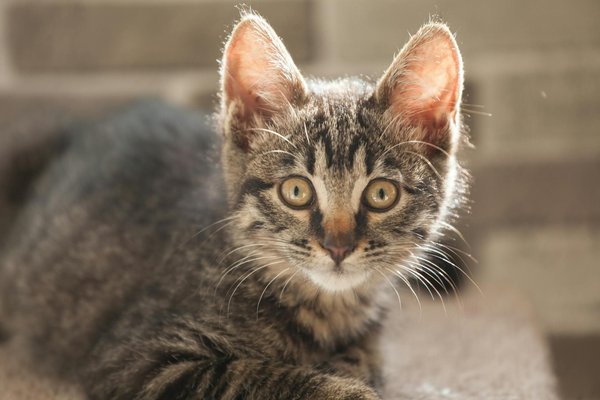 Des furets comme animaux de compagnie, une bonne idée ?