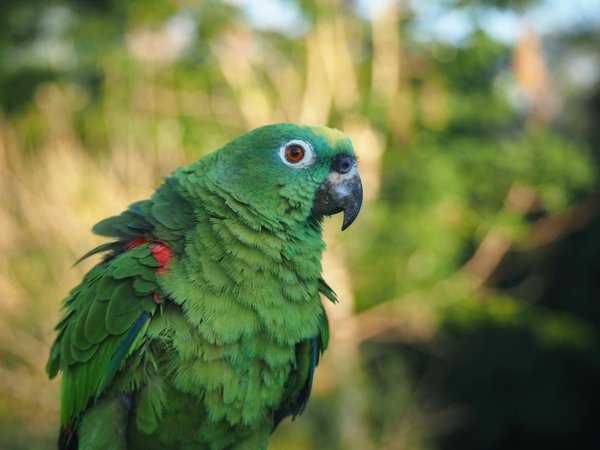 Comment la technologie influence-t-elle la protection des animaux sauvages ?