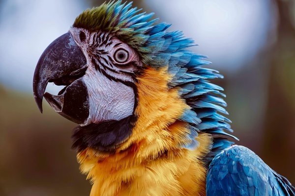 Comment le changement climatique affecte-t-il les habitats des animaux ?