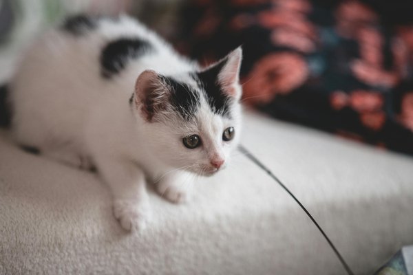 Découvrez les meilleurs accessoires pour le bien-être de votre chat